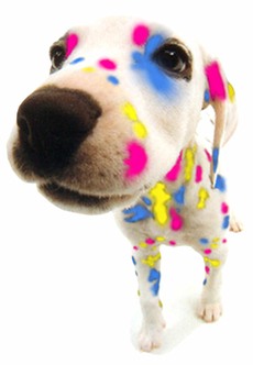 Spotted Dog